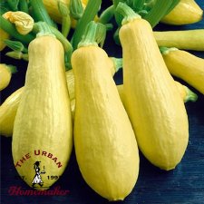 Success Yellow Straight Neck Squash - Certified Organic