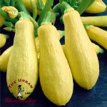 Success Yellow Straight Neck Squash - Certified Organic