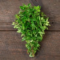 Greek Oregano