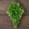 Greek Oregano