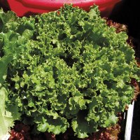 Green Star Lettuce