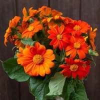 Mexican Sunflower