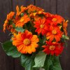 Mexican Sunflower