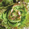 Pirat Butterhead Lettuce