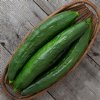 Shintokiwa Cucumber