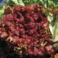 New Red Fire Lettuce