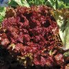 New Red Fire Lettuce