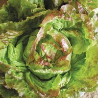 Pirat Butterhead Lettuce