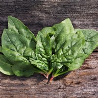 Regiment Spinach